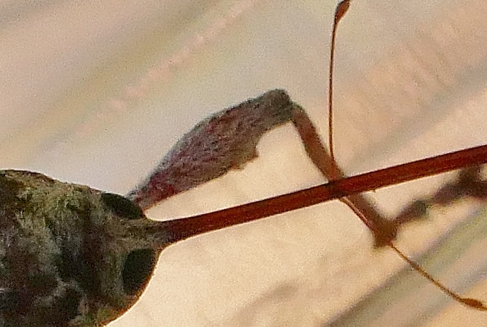 Curculio da identificare